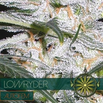 Lowryder (Vision Seeds) feminizowane