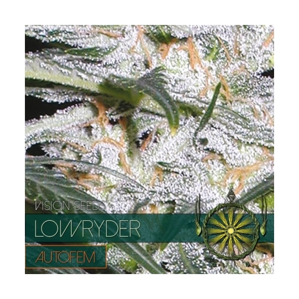 Lowryder (Vision Seeds) feminizowane