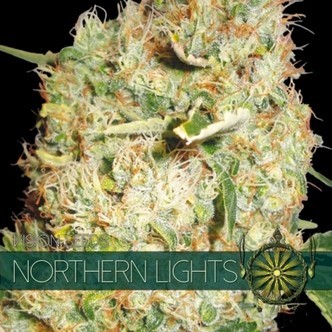 Northern Lights (Vision Seeds) feminizowane