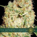 Northern Lights (Vision Seeds) feminizowane