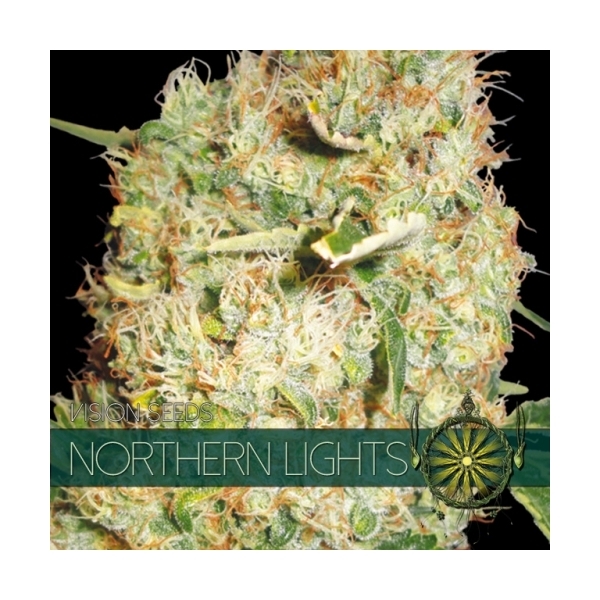 Northern Lights (Vision Seeds) feminizowane