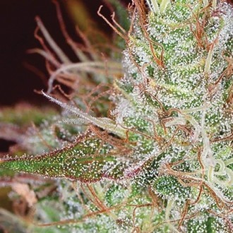 Northern Lights (Vision Seeds) feminizowane