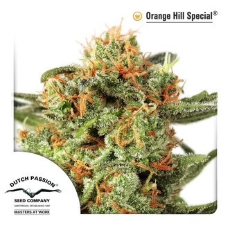 Orange Hill Special (Dutch Passion) feminizowane