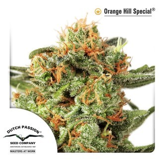 Orange Hill Special (Dutch Passion) feminizowane