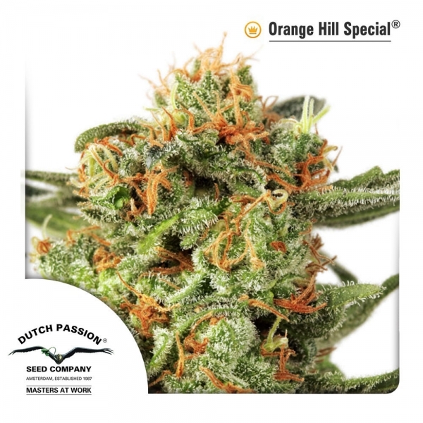 Orange Hill Special (Dutch Passion) feminizowane