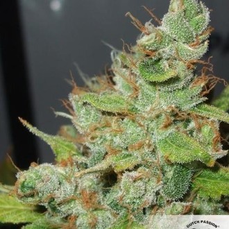 Orange Hill Special (Dutch Passion) feminizowane