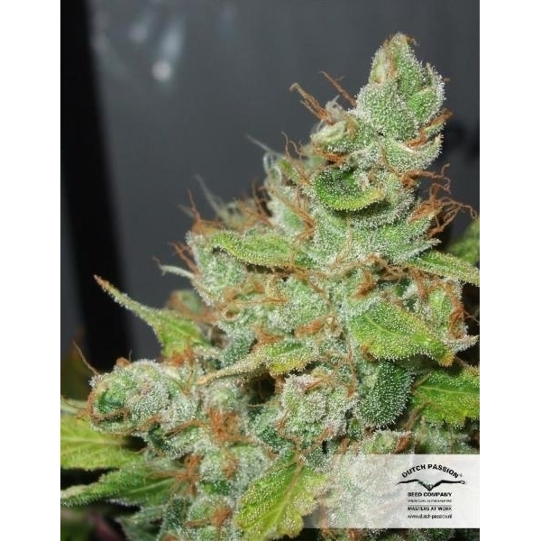 Orange Hill Special (Dutch Passion) feminizowane