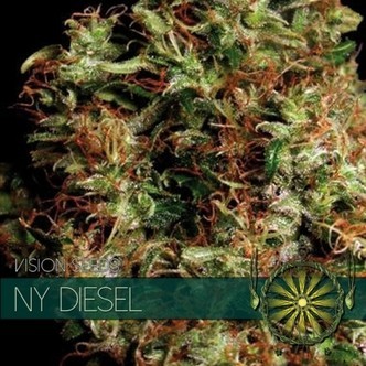 NY Diesel (Vision Seeds) feminizowane