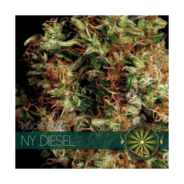 NY Diesel (Vision Seeds) feminizowane