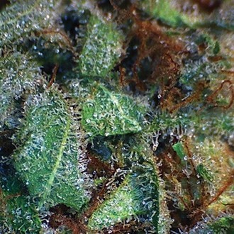 NY Diesel (Vision Seeds) feminizowane