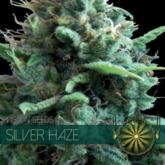 Silver Haze (Vision Seeds) feminizowane