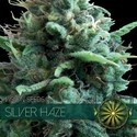 Silver Haze (Vision Seeds) feminizowane