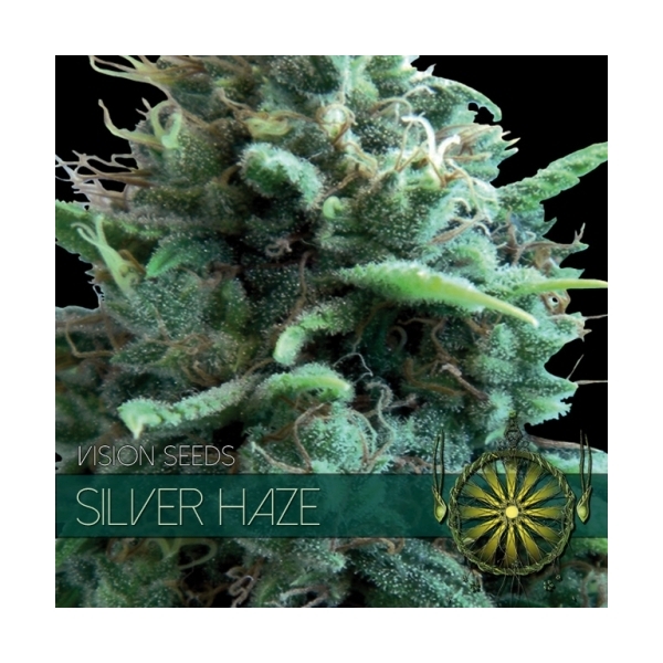 Silver Haze (Vision Seeds) feminizowane