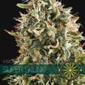 Super Skunk (Vision Seeds) feminizowane