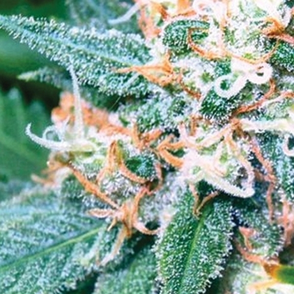 Super Skunk (Vision Seeds) feminizowane
