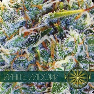 White Widow (Vision Seeds) feminizowane