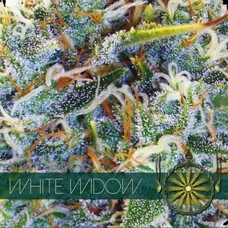White Widow (Vision Seeds) feminizowane