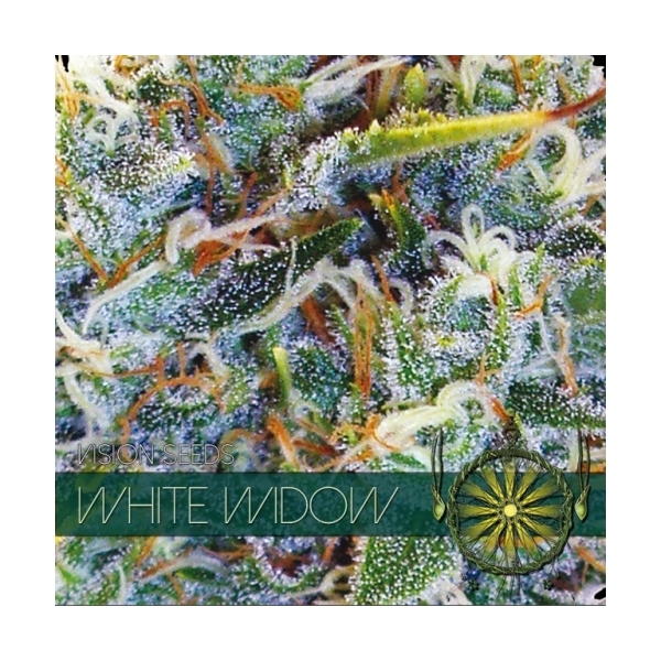 White Widow (Vision Seeds) feminizowane