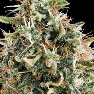 White Widow (Vision Seeds) feminizowane