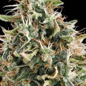 White Widow (Vision Seeds) feminizowane