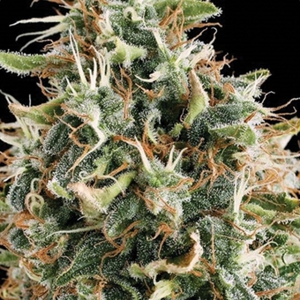 White Widow (Vision Seeds) feminizowane