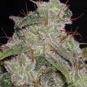 Northern Lights Automat (Vision Seeds) feminizowane