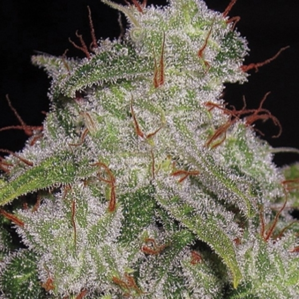 Northern Lights Automat (Vision Seeds) feminizowane