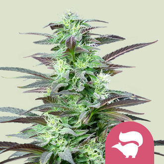 Skunk XL (Royal Queen Seeds) nasiona marihuany feminizowane