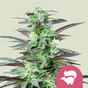 Skunk XL (Royal Queen Seeds) nasiona marihuany feminizowane