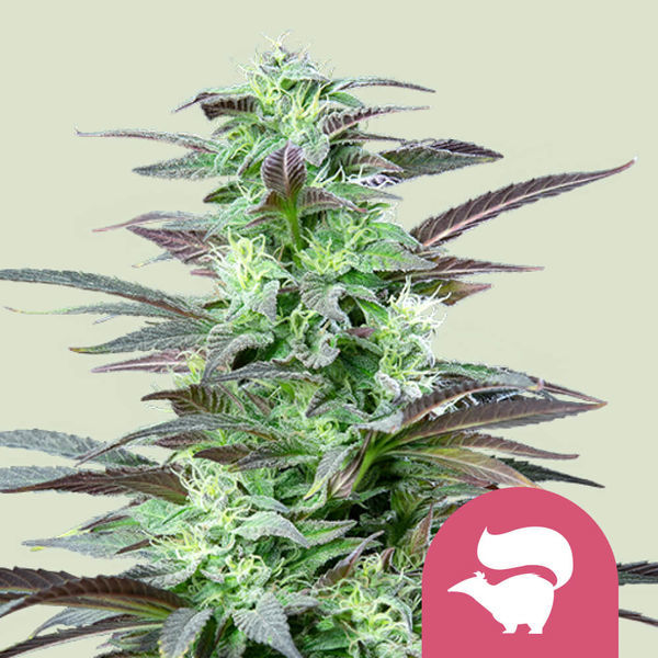 Skunk XL (Royal Queen Seeds) nasiona marihuany feminizowane