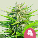 Royal Cheese - Fast Flowering (Royal Queen Seeds) feminizowane