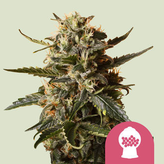 Bubblegum XL (Royal Queen Seeds) feminizowane