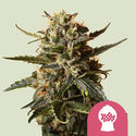 Bubblegum XL (Royal Queen Seeds) feminizowane