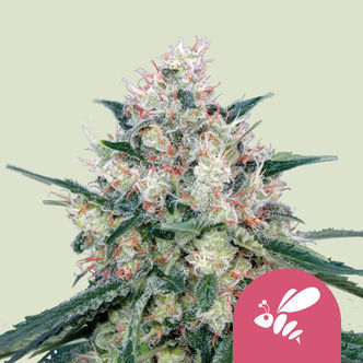 Honey Cream - szybkokwitnąca (Royal Queen Seeds) feminizowana