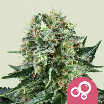 Bubble Kush (Royal Queen Seeds) feminizowane