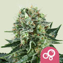 Bubble Kush (Royal Queen Seeds) feminizowane