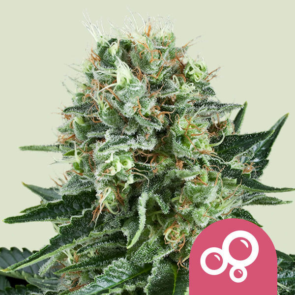 Bubble Kush (Royal Queen Seeds) feminizowane