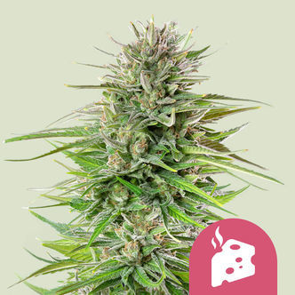 Blue Cheese (Royal Queen Seeds) feminizowane