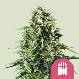 Royal AK (Royal Queen Seeds) feminizowane