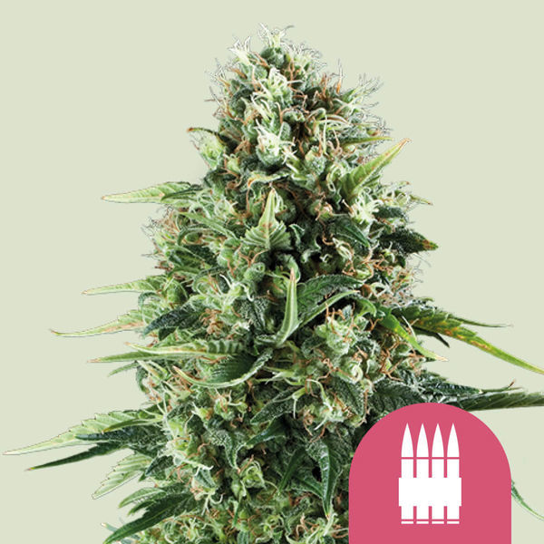 Royal AK (Royal Queen Seeds) feminizowane