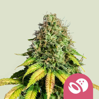 Somango XL (Royal Queen Seeds) feminizowane