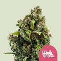 Candy Kush Express - Fast Flowering (Royal Queen Seeds) feminizowane