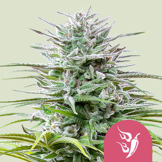 Speedy Chile - Szybko kwitnąca (Royal Queen Seeds) feminizowana