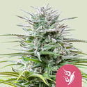 Speedy Chile - Fast Flowering (Royal Queen Seeds) feminizowane