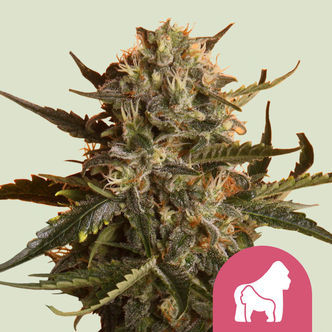 Mother Gorilla (Royal Queen Seeds) feminizowane