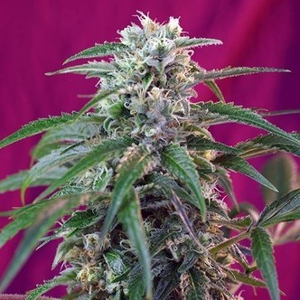 Green Poison Automat (Sweet Seeds) feminizowane