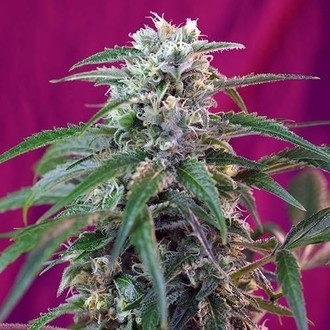 Green Poison Automat (Sweet Seeds) feminizowane