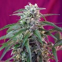 Green Poison Automat (Sweet Seeds) feminizowane