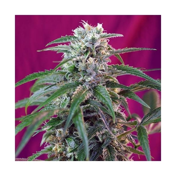 Green Poison Automat (Sweet Seeds) feminizowane