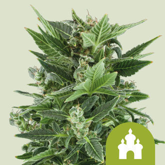 Royal Kush Automat (Royal Queen Seeds) feminizowane